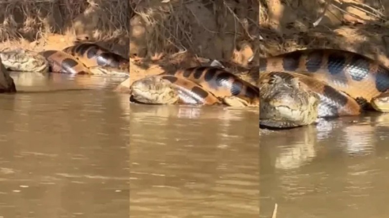 Pescador que viralizou ao resgatar garça no MS conta detalhes por